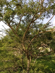 Senegalia polyacantha