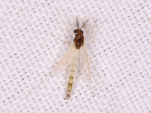 Unknown species found near Williamson County, TX, USA