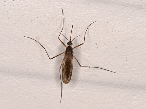 Unknown species found near Williamson County, TX, USA