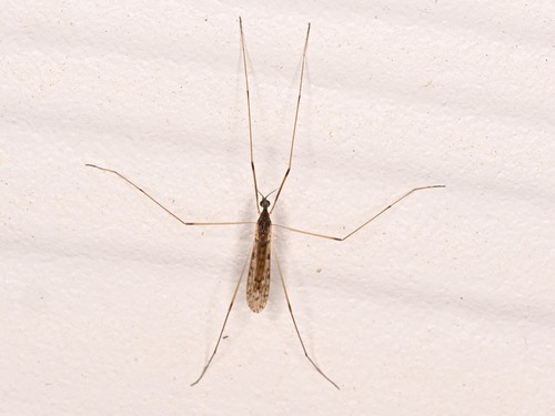 Unknown species found near Williamson County, TX, USA