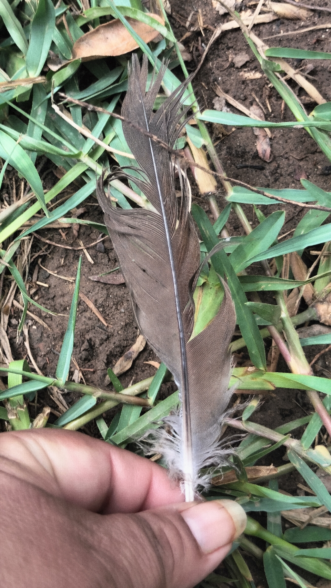 West Peruvian Dove (Zenaida meloda), photo 9