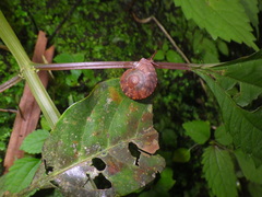 Dyakiidae