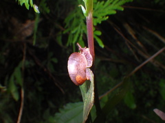 Dyakiidae