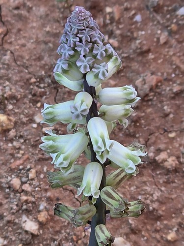 Bellevalia sessiliflora