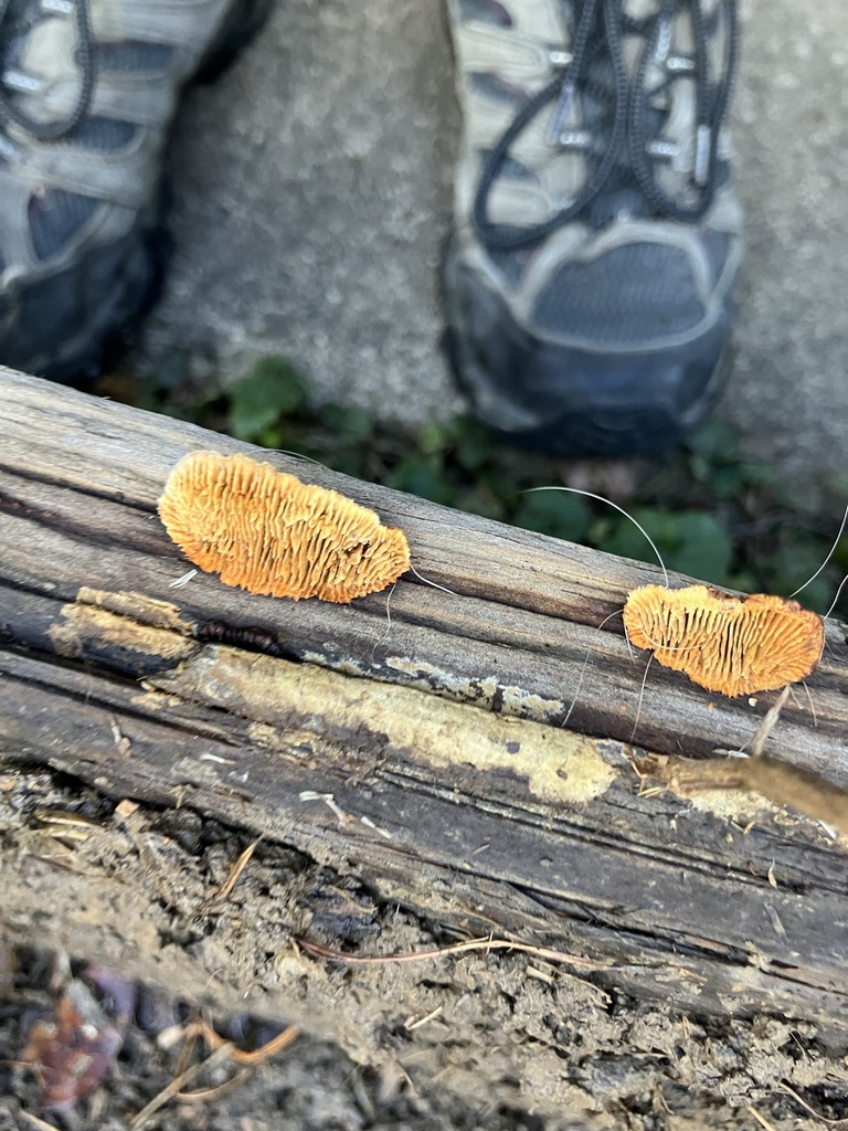 Gloeophyllum