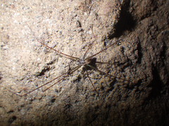 Smeringopus pallidus