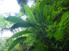 Molineria capitulata