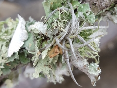 Tillandsia recurvata