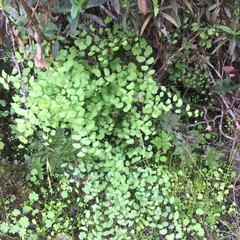 Adiantum jordanii image