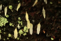 Mucronella fusiformis