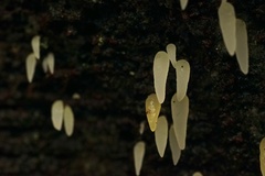 Mucronella fusiformis