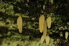 Mucronella fusiformis