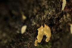 Mucronella fusiformis