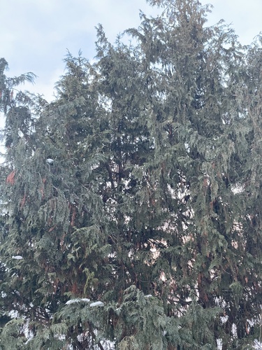 View observation of {o.common_name} on iNaturalist