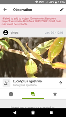 Eucalyptus ligustrina