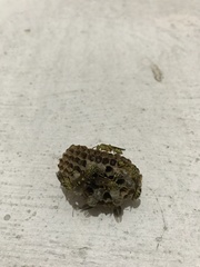 Mischocyttarus basimacula