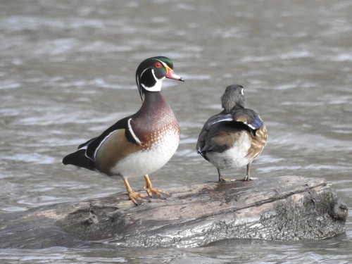 Wood Duck