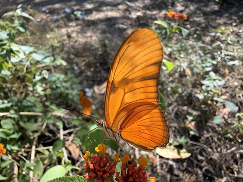 Julia butterfly