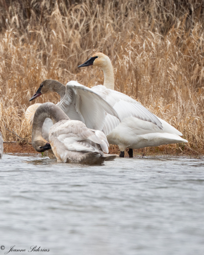Trumpeter Swan