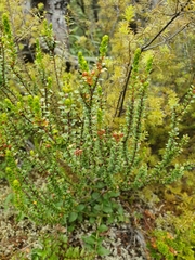 Epacris alpina