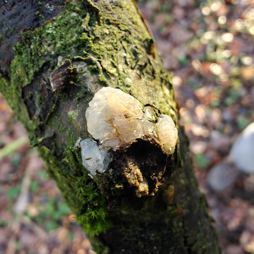 Myxarium nucleatum · January 2026 · photo: © stuartfraser (iNaturalist, cc-by)