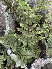 Cheilanthes viridis var. glauca image
