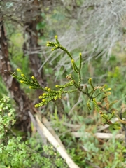 Veronica tetragona