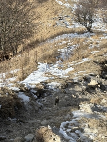 Alpine Accentor (Prunella collaris), photo 2