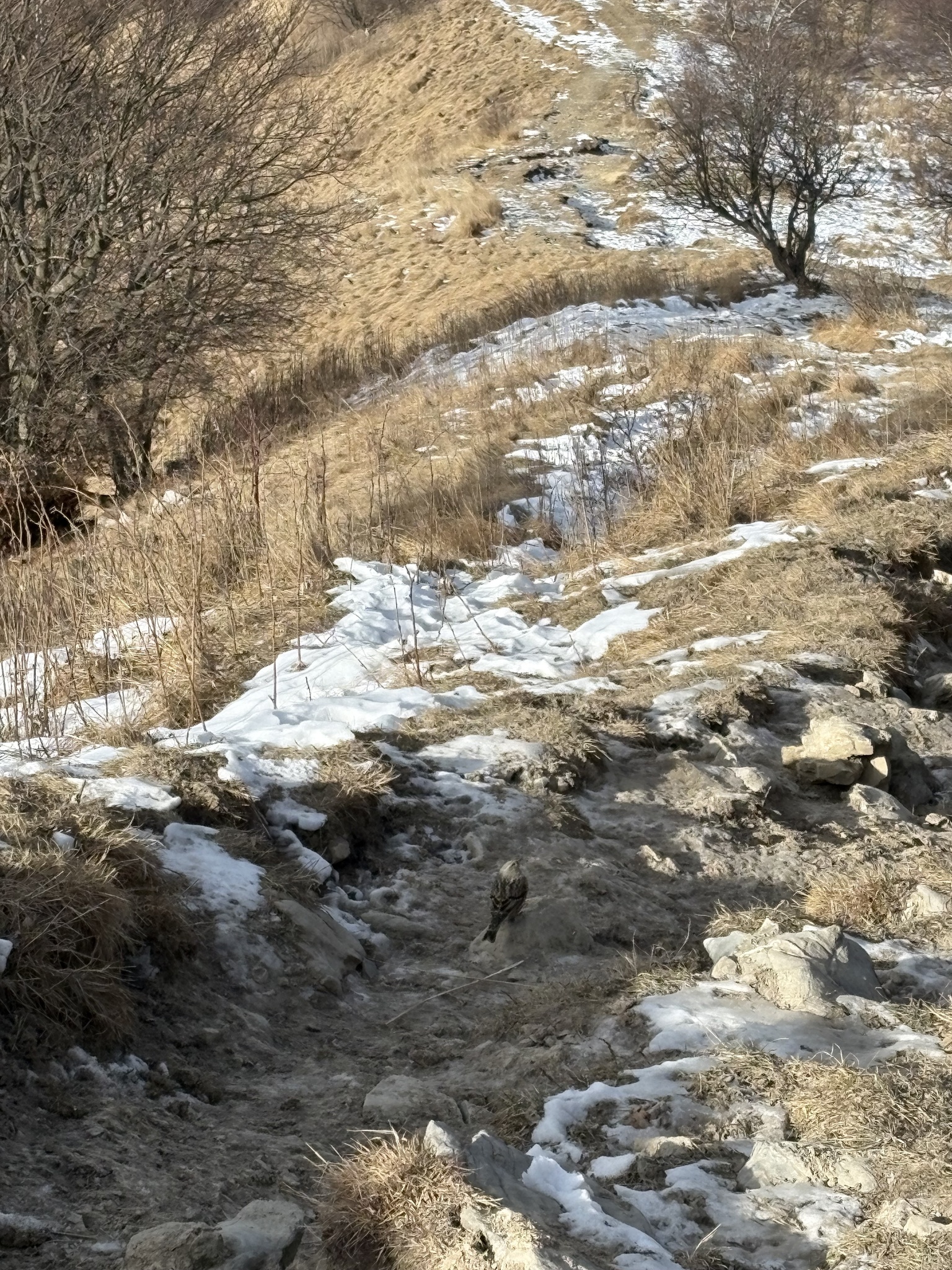 Alpine Accentor (Prunella collaris), photo 2