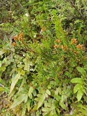 Epacris alpina