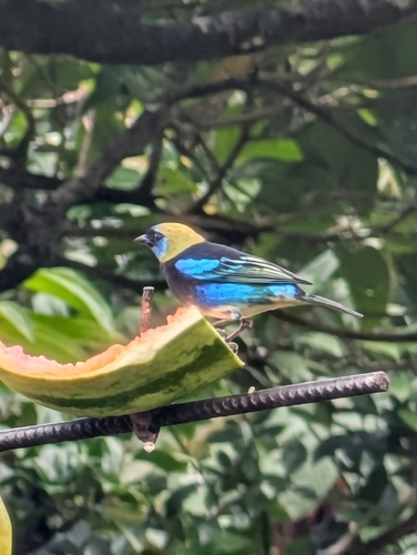 Golden-hooded Tanager (Stilpnia larvata), photo 7