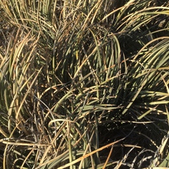 Agave schottii schottii