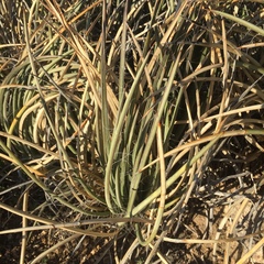 Agave schottii schottii