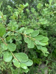 Erythroxylum delagoense