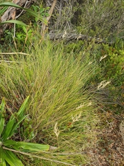Rytidosperma setifolium