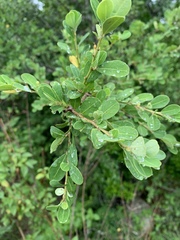 Erythroxylum delagoense