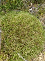 Oreobolus pectinatus