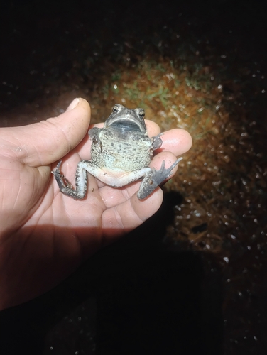 Fowler's Toad observed by pumajason