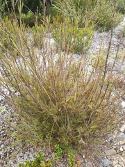 Dracophyllum subulatum