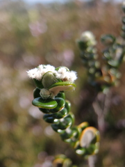 Pimelea nivea