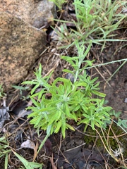 Helichrysum athrixiifolium