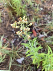 Helichrysum athrixiifolium