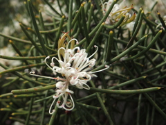 Embothrieae