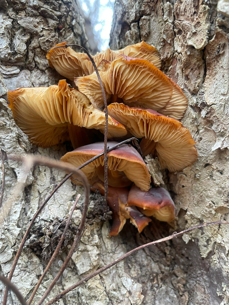 Flammulina velutipes · January 2026 · photo: © skatepunk (iNaturalist, cc0)