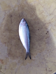 Sardinella