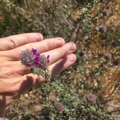 Dalea pulchra
