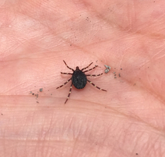 Hyalomma