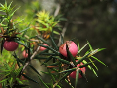 Leptecophylla oxycedrus