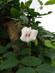 Centrosema pubescens