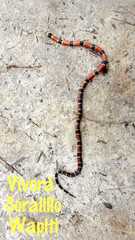 Micrurus browni